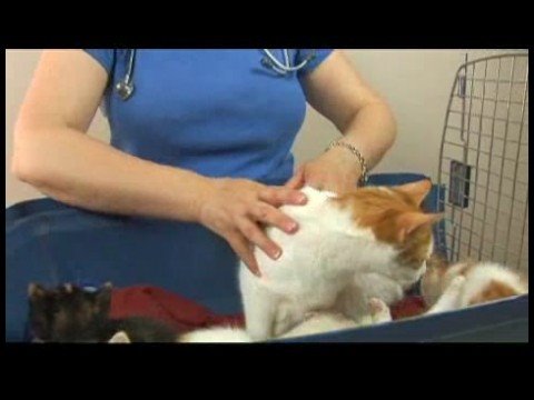 Yavru Kedi Bakımı: Anne Kedi Bakımı