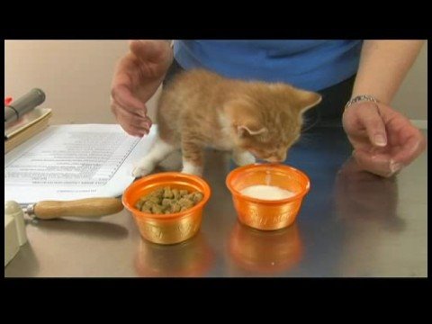 Yavru Kedi Bakımı: Yavru Kedi Gıda İle Weening