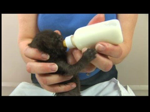 Yavru Kedi Bakımı: Yetim Yavru Kedi Bakımı