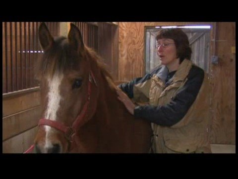Atçılık Masaj Faydaları : At Masaj: Yaş Önemli Noktalar