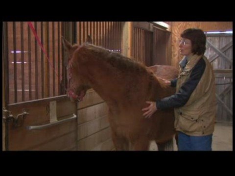 Atçılık Masaj Faydaları : Masajın Tanımı At 