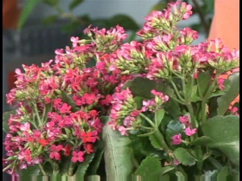 Çiçekli Bitkiler Büyüyen: Aranjmani Bitki Yetiştirme