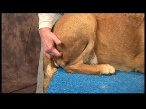 Köpek Diz Artrit İçin Akupunktur : Diz Artrit İçin Köpek Akupunktur: Sıçrama Çevreleyen 