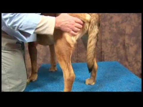 Köpek Diz Artrit İçin Akupunktur : Diz Artrit İçin Köpek Masaj: Bacak