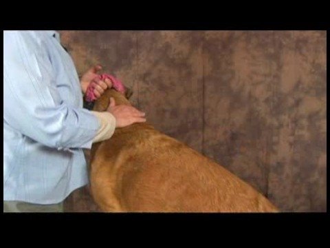 Köpek Diz Artrit İçin Akupunktur : Diz Artrit İçin Köpek Masaj: Mesane Meridian
