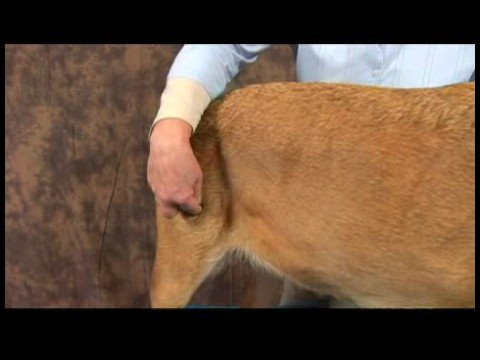 Köpek Diz Artrit İçin Akupunktur : Köpek Diz Artrit İçin Akupunktur: Sabit Dikiş