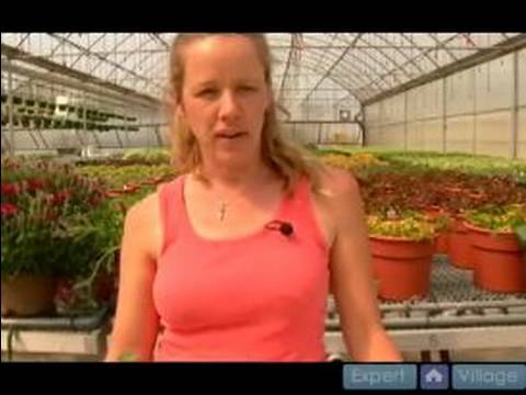 Ev Bitkileri Su Nasıl Yapılır : Bitki Bakımı İçin Temel Unsurları 