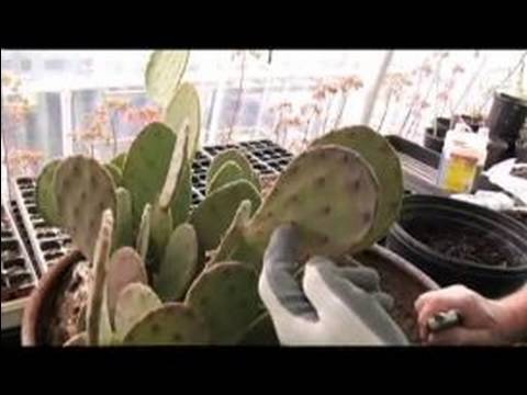 Kaktüs Succulents Büyümeye Nasıl: Kaktüs Succulents Büyüyen Giriº