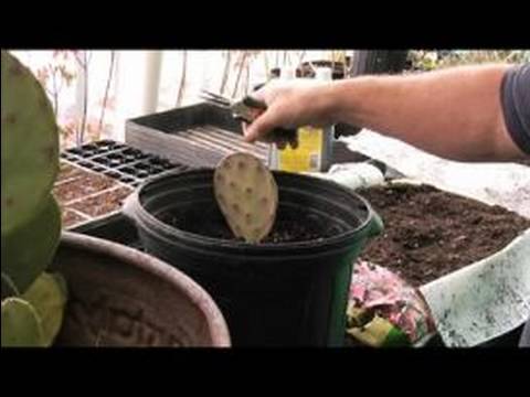 Kaktüs Succulents Büyümeye Nasıl: Toprakta Büyüyen Kaktüs Succulents İçin Dikim