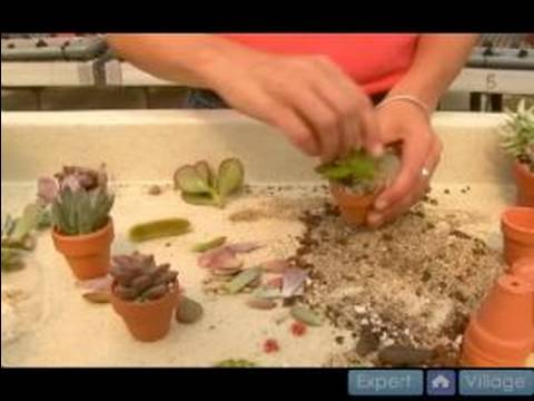 Kaktüs Ve Etli Bitki Yetiştirmeyi: Nasıl Etli Bitkiler Pot