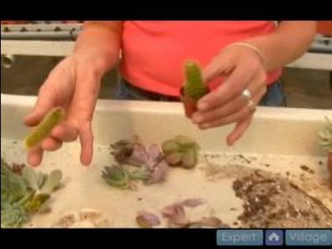 Kaktüs Ve Etli Bitki Yetiştirmeyi: Nasıl Kaktüs Ve Etli Bitkiler Büyümek