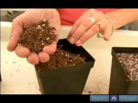Nasıl İpucu Kupürlerinden Ev Bitkileri Büyümeye : İpucu Kupürlerinden Büyüyen Bitkiler Ev İçin Karışımı Çömlekçilik 
