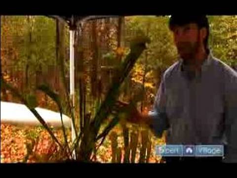 Nasıl Sarracenia Büyümesi : Büyüyen Etobur Sürahi Bitki