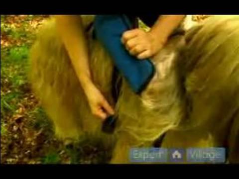 Ormanda Yürümek Senin Köpek: Köpek Sırt Çantaları Kullanmayı