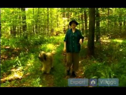 Senin Köpek Ormanda Yürüyüş: İle Senin Köpek Özel Wilderness Alanlarda Hiking