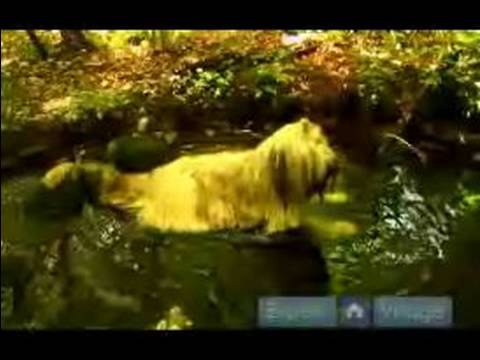 Senin Köpek Ormanda Yürüyüş: Ne Zaman Yürüyüş Köpekler İçin Doğal Su Kaynağı