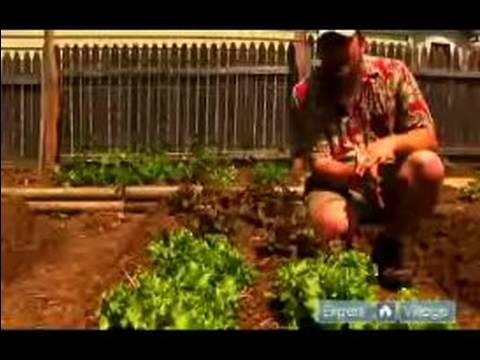 Nasıl Bahçe Sebze Bitki: Marul Bir Sebze Bahçesinde Büyümeye Nasıl