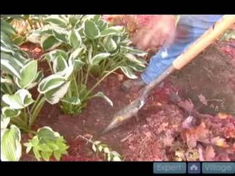 Nasıl Hostas Bakımı İçin Bahçe İpuçları : Hostas Nakli İçin Araçlar 