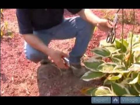 Nasıl Hostas Bakımı İçin Bahçe İpuçları : & Hostas Kesme Tımar - Bölüm 1