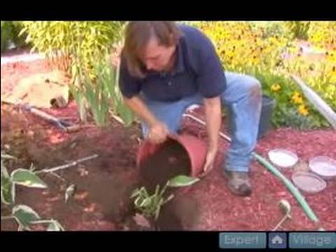Nasıl Hostas Bakımı İçin Hostas Bitki Nasıl İpuçları Bahçe : 