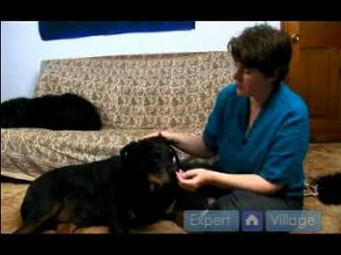 Yaşlı Köpek Bakımı Nasıl Yapılır : Bir Köpek İşitme Kaybı Tespit Etmek İçin Nasıl 