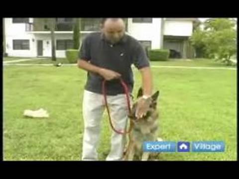 Temel Köpek Eğitim Teknikleri: İtaat Komut Kal