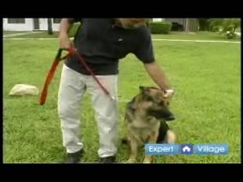 Temel Köpek Eğitim Teknikleri: Köpek İtaat Terbiye Topuk Komutu