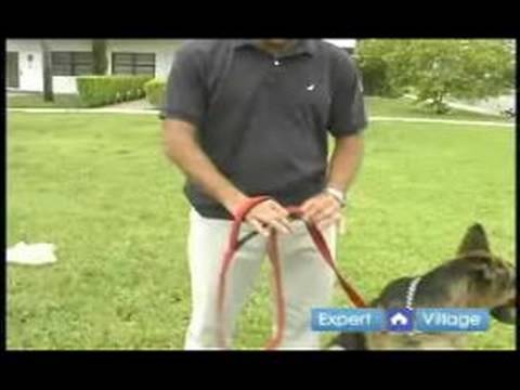 Temel Köpek Eğitim Teknikleri: Nasıl Bir Köpek Kira Kontratı