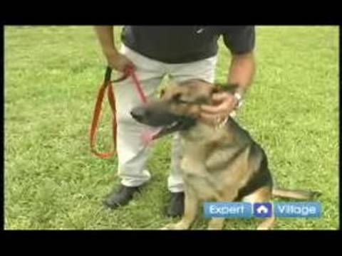 Temel Köpek Eğitim Teknikleri: Nasıl Köpek Eğitiminde Tutarlı Olmak