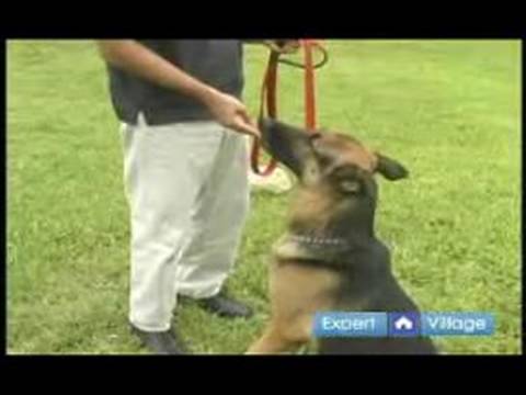 Temel Köpek Eğitim Teknikleri: Senin Köpek Motive Etmek İçin İpuçları