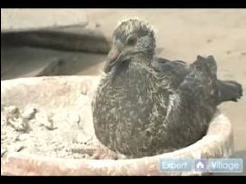 Nasıl Doğurmak Ve Tren Posta Güvercinleri: Günlük Posta Güvercini Eğitim