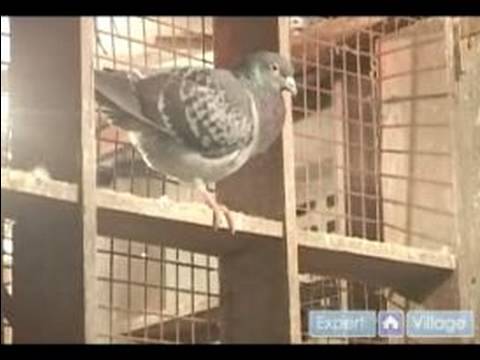 Nasıl Doğurmak Ve Tren Posta Güvercinleri: Senin Posta Güvercinleri Hastalıkların Önlenmesi