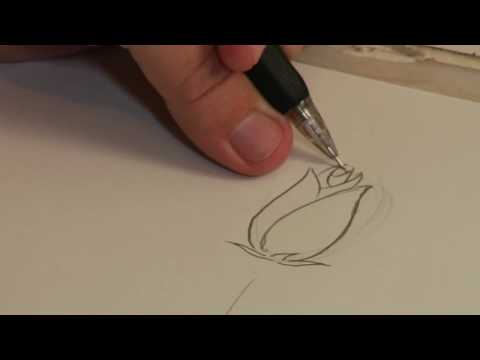Rose & Kök Çizmek İçin Nasıl Çizim Dersleri : 