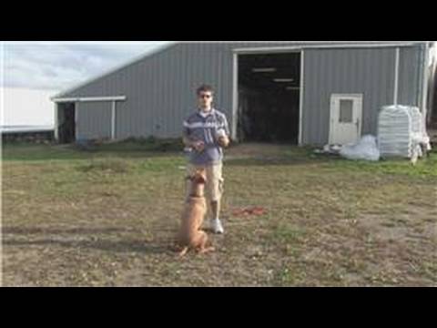 Bir Top İle Yakalamak Oynamak İçin Bir Köpek Öğretmek İçin Nasıl Köpek Eğitim İpuçları : 