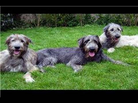 Bulma & Köpek Yetiştirme : İrlandalı Wolfhound Köpek Satın Alabilirim?