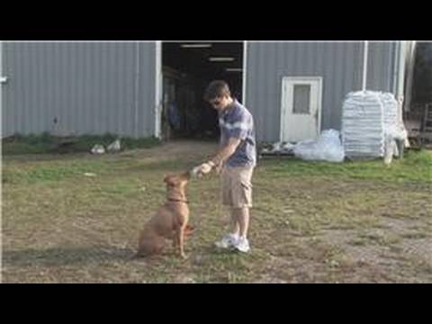 Yakalamak İçin Bir Köpek Eğitmek İçin Nasıl Köpek Eğitim İpuçları : 