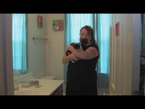 Kedi Bakımı: Kronik Kedi Hapşırma