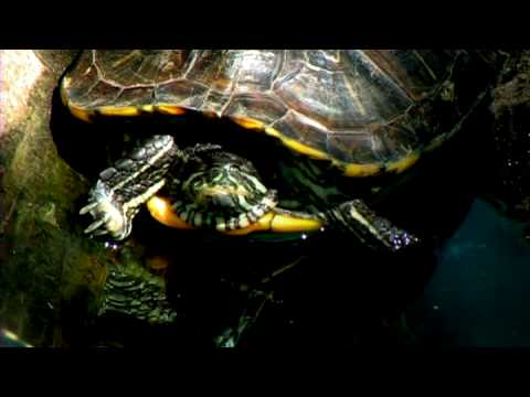 Bir Kaplumbağa Tankı Temizlemek İçin Nasıl Kaplumbağalar Evcil Hayvan : 