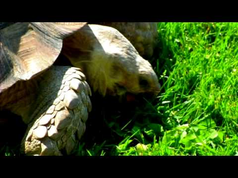 Kaplumbağa Beslemek İçin Ne Kaplumbağalar Evcil Hayvan : 