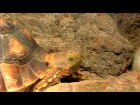 Pet Kaplumbağa : Kaplumbağa Tankı Kurma 