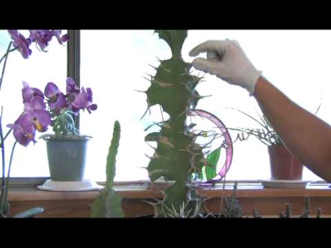Bahçe İpuçları : Büyüyen Kaktüs