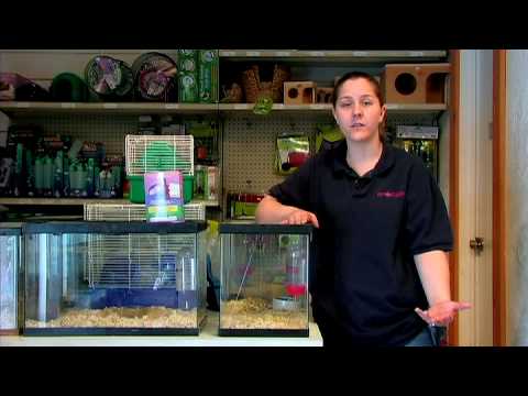 Pet Kemirgenler : Nasıl Ev Yapımı Hamster Davranır