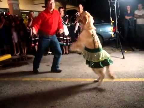 Meksika Dans Eden Köpek