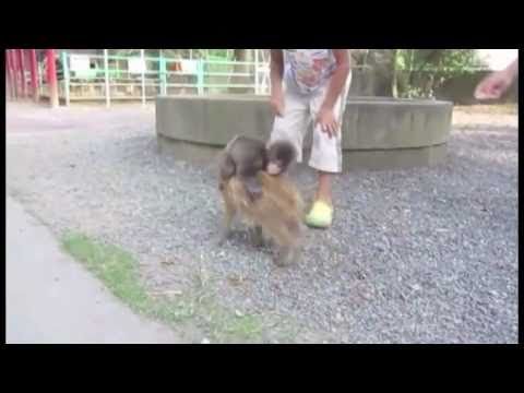 Bebek Maymun (Geriye Doğru Bir Domuz Üzerinde Gidiyor) - Savuşturma Gripp