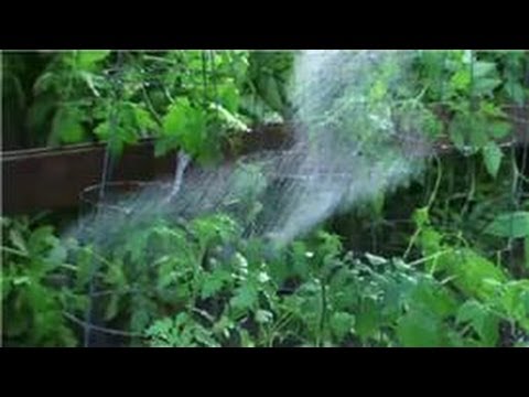 Domates Bahçe: Nasıl Domates Ayakta Sprey