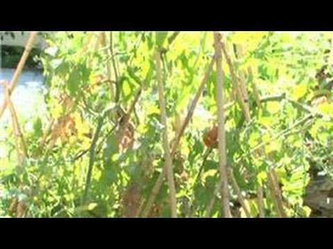 Domates Bahçe: Nasıl Uzun Boylu Domates Nakli