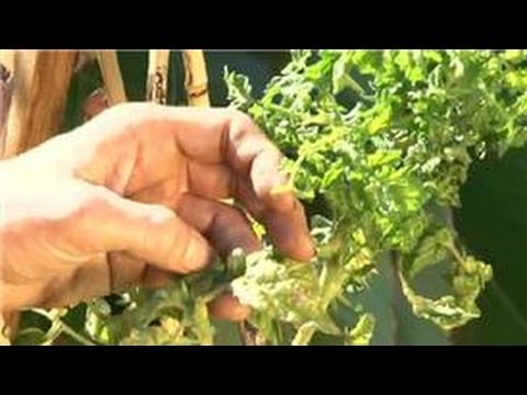 Domates Bahçe: Domates Curly Top Hastalığı Nasıldurduracağımı