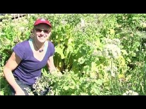 Domates Bahçe: Nasıl En İyi Sebze Döllemek İçin?