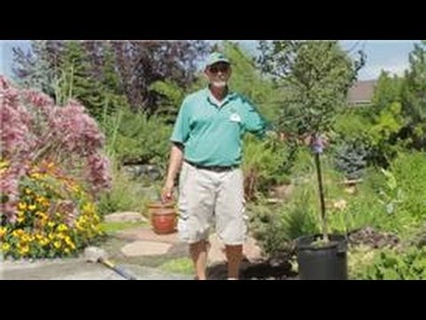 Bahçe İpuçları: Nasıl Çiçekli Crabapple Ağaç Bitki