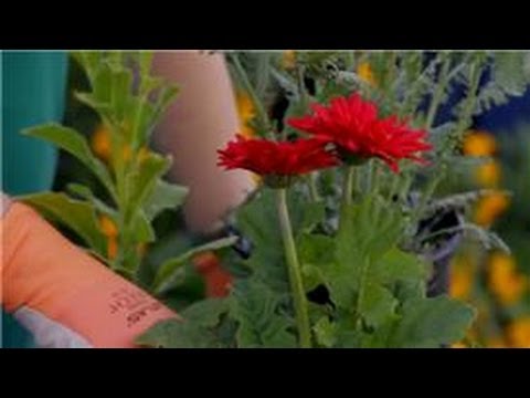 Bahçe İpuçları: En Hızlı Büyüyen Çiçek Bir Kesme Bahçe İçin